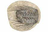 Spiny Selenopeltis Trilobite - Erfoud, Morocco #271335-1
